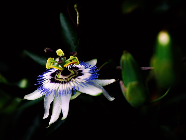 Close-up de uma planta com flores roxas