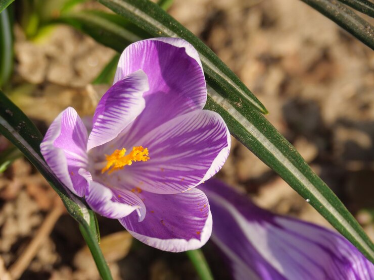 Foto close-up de uma planta com flores roxas