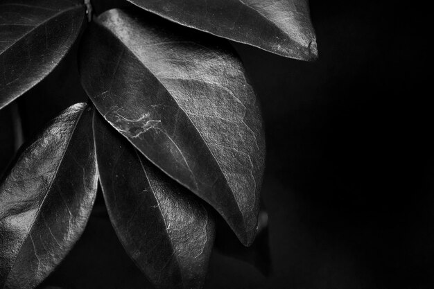 Foto close-up de uma planta com flores