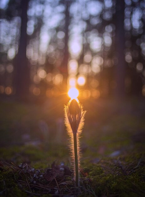 Foto close-up de uma planta crescendo no campo ao pôr-do-sol