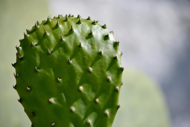 Close-up de uma planta de cacto em um dia ensolarado
