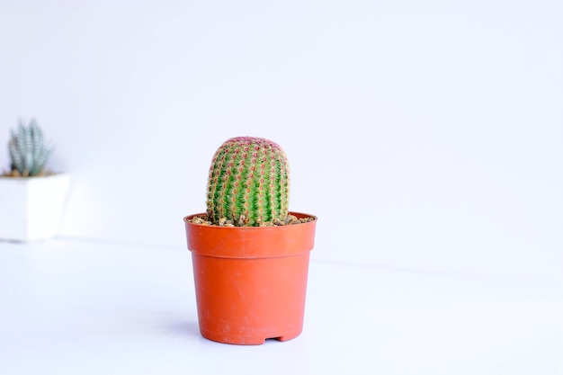 Close-up de uma planta de cacto em vaso contra um fundo branco