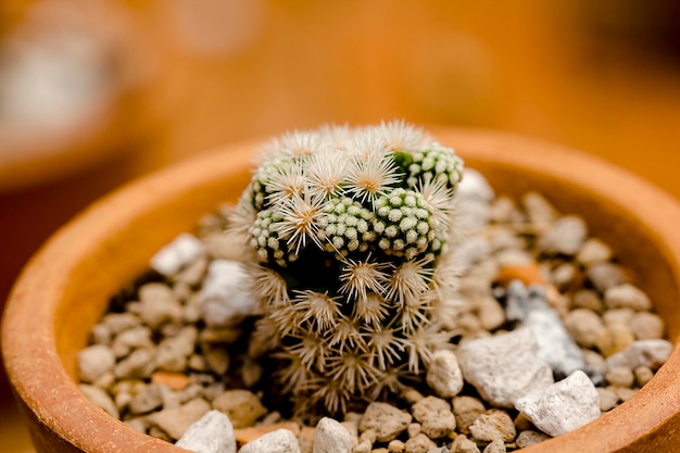 Foto close-up de uma planta de cacto em vaso