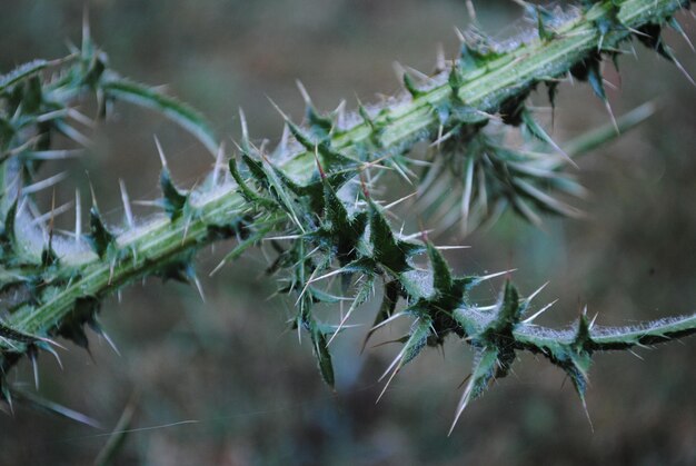 Close-up de uma planta de cacto