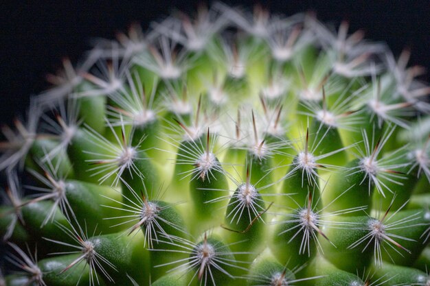 Close-up de uma planta de cacto