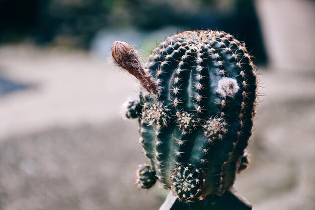 Foto close-up de uma planta de cacto