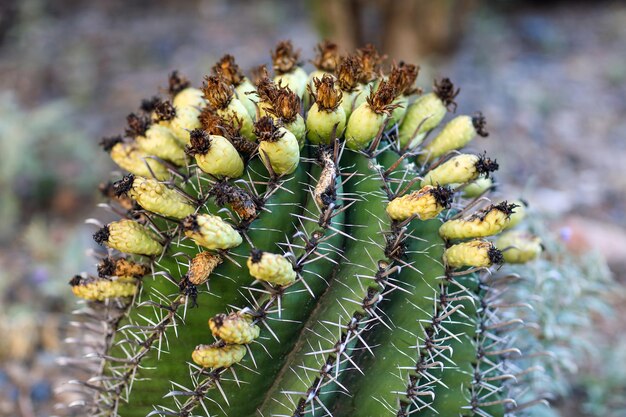 Foto close-up de uma planta de cacto