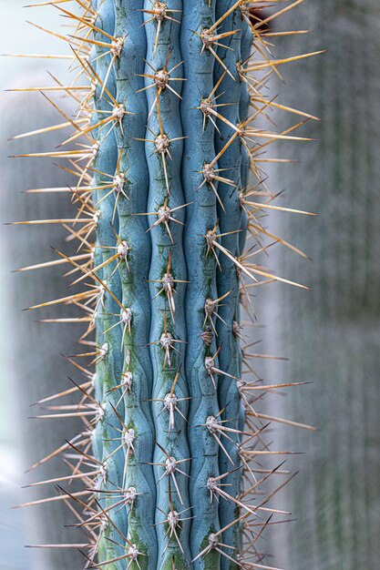 Close-up de uma planta de cacto