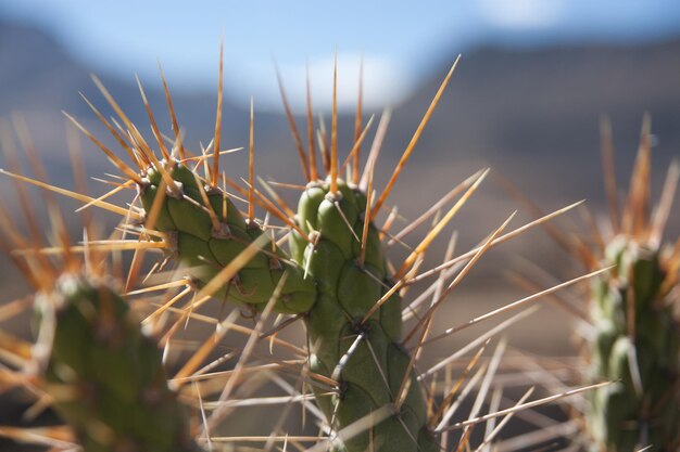 Foto close-up de uma planta de cacto