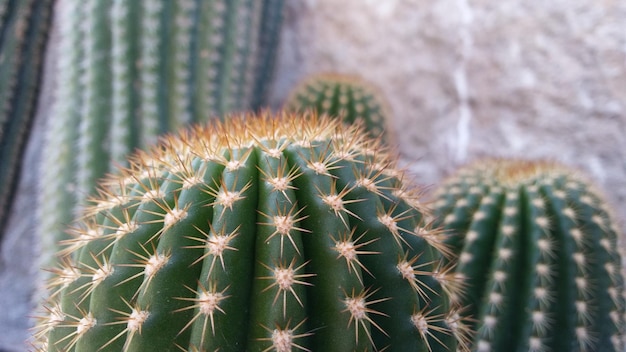 Close-up de uma planta de cactus