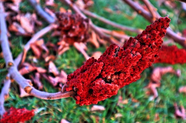 Foto close-up de uma planta de flores vermelhas