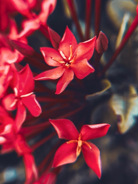 Close-up de uma planta de flores vermelhas