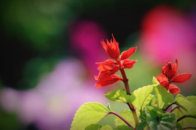 Close-up de uma planta de flores vermelhas