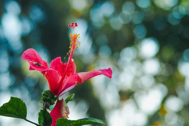 Close-up de uma planta de flores vermelhas