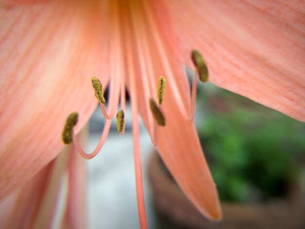 Close-up de uma planta de flores vermelhas