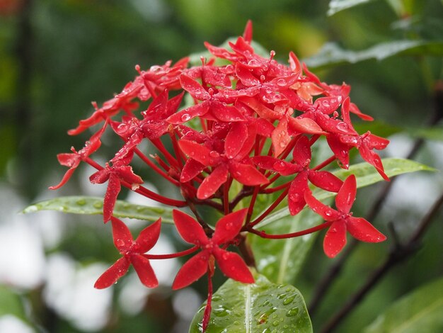 Foto close-up de uma planta de flores vermelhas