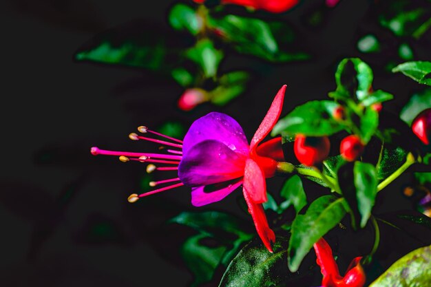 Foto close-up de uma planta de flores vermelhas