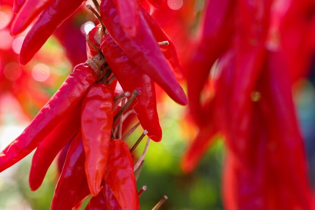 Foto close-up de uma planta de flores vermelhas