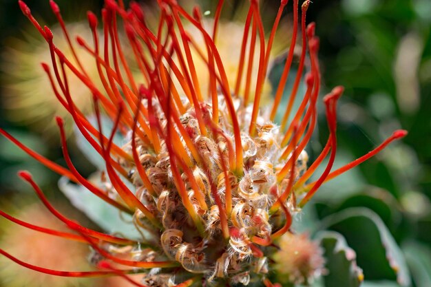 Close-up de uma planta de flores vermelhas