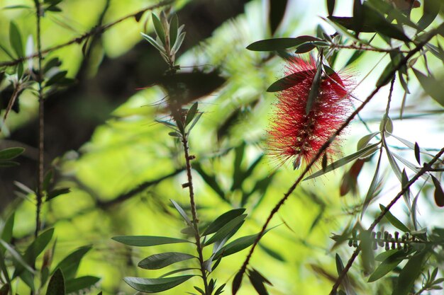 Foto close-up de uma planta de flores vermelhas