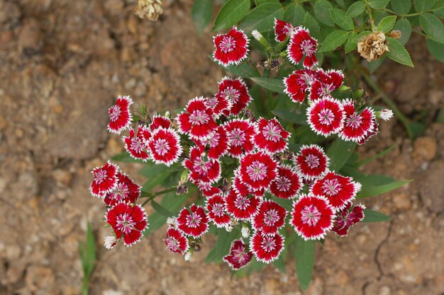 Foto close-up de uma planta de flores vermelhas