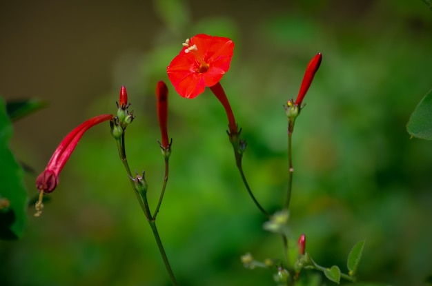 Close-up de uma planta de flores vermelhas