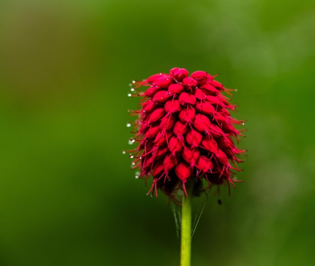 Foto close-up de uma planta de flores vermelhas