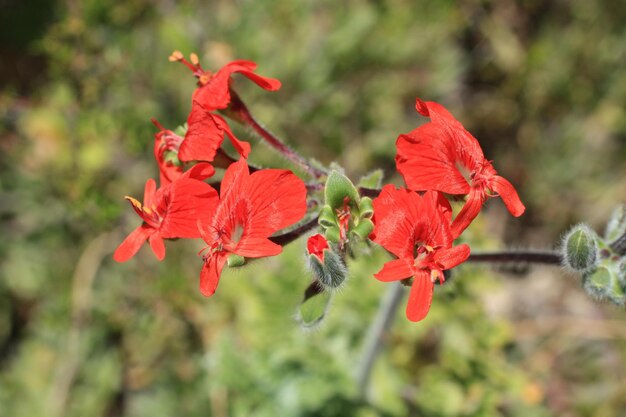 Foto close-up de uma planta de flores vermelhas