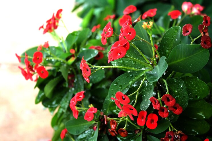 Foto close-up de uma planta de flores vermelhas