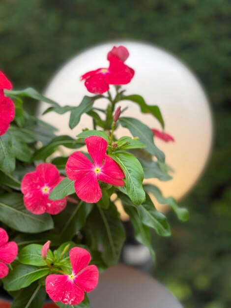 Foto close-up de uma planta de flores vermelhas