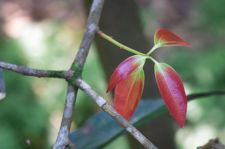 Foto close-up de uma planta de flores vermelhas