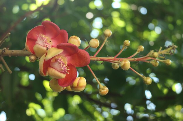 Close-up de uma planta de flores vermelhas