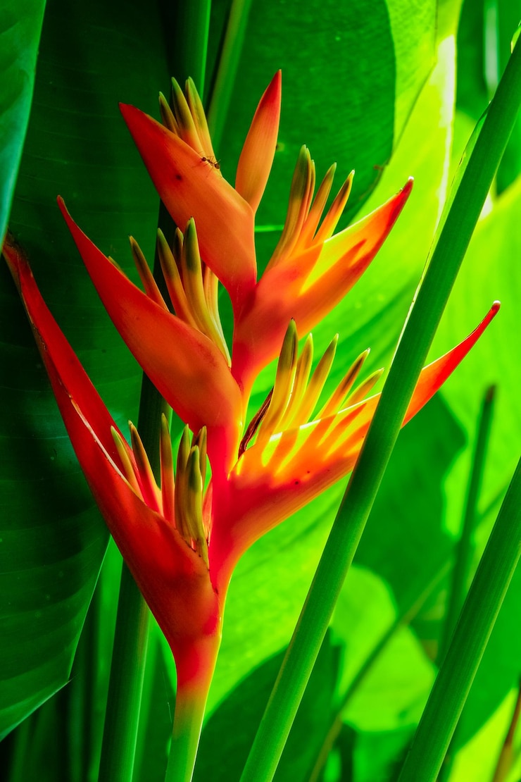 Foto close-up de uma planta de flores vermelhas