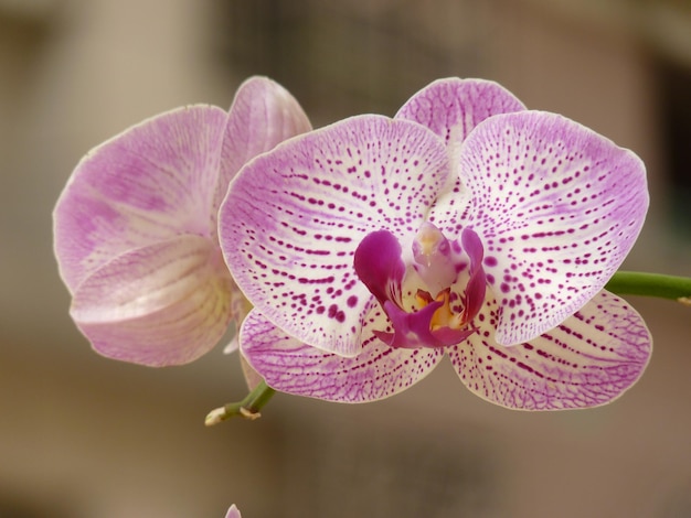 Close-up de uma planta de orquídea