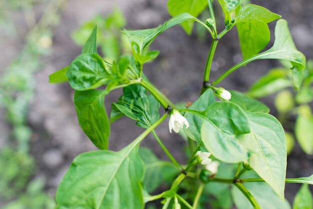 close-up de uma planta de pimenta com pequenas flores brancas