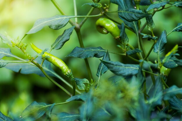 Close up de uma planta de pimenta com pimenta verde