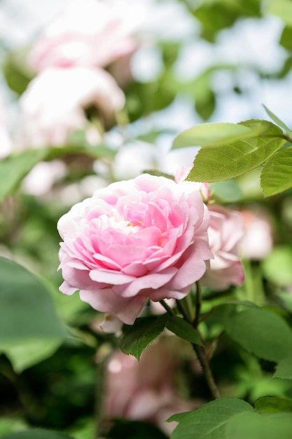 Close-up de uma planta de rosa rosa