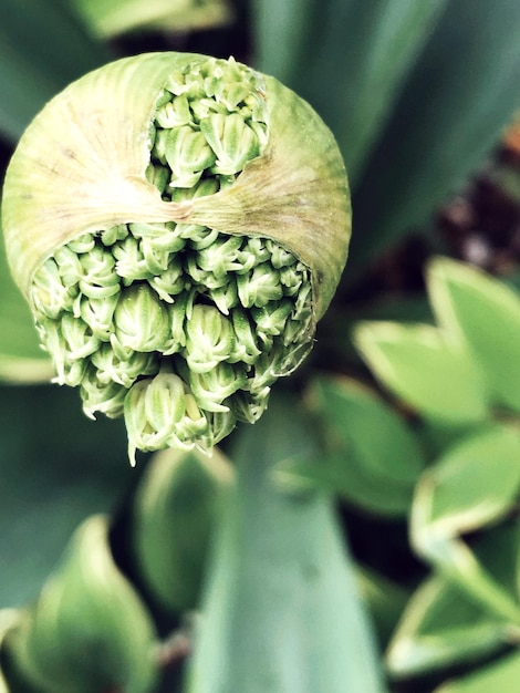 Foto close-up de uma planta de rosa