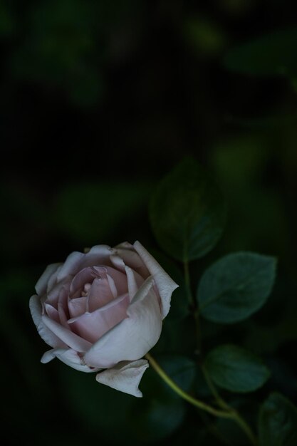 Foto close-up de uma planta de rosa