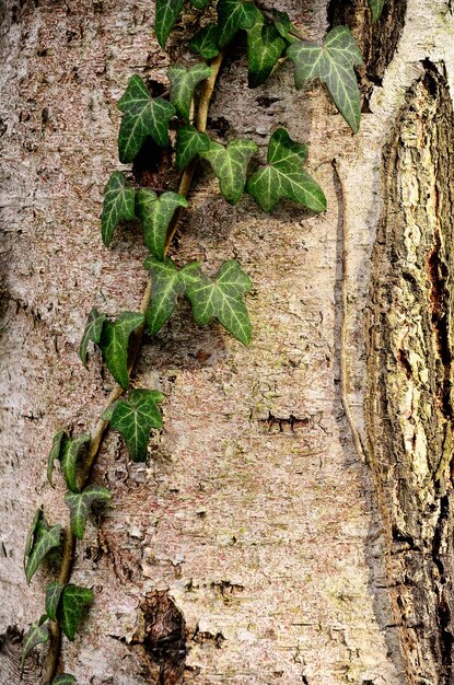 Foto close-up de uma planta em cima de uma árvore