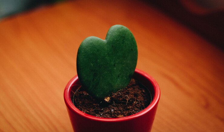 Foto close-up de uma planta em vaso em uma mesa de madeira