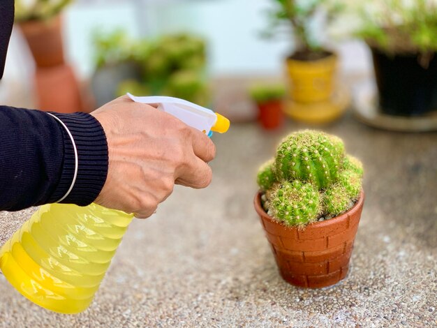 Close-up de uma planta em vaso na mão