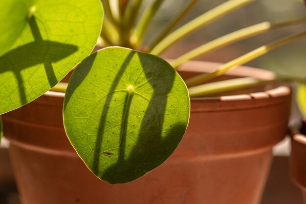 Foto close-up de uma planta em vaso