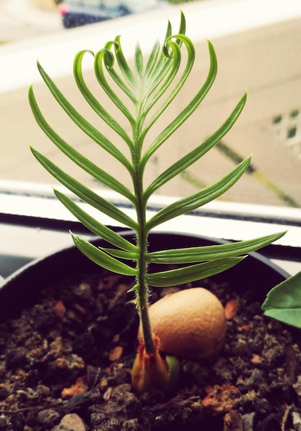 Foto close-up de uma planta em vaso