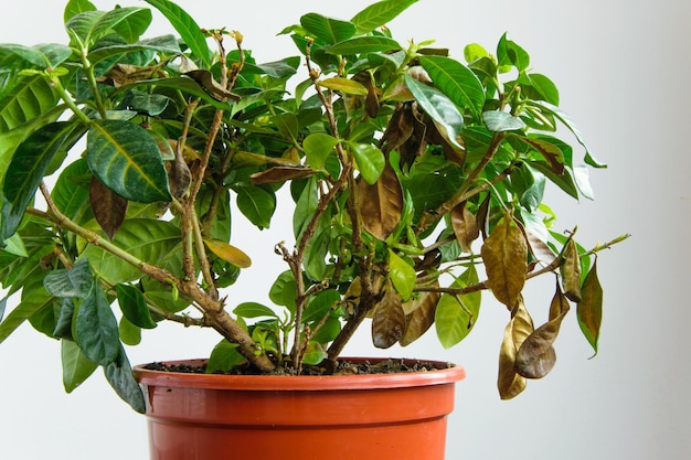 Close-up de uma planta em vaso