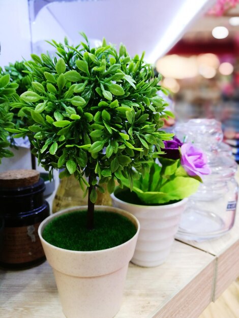 Foto close-up de uma planta em vaso