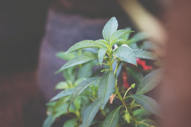 Foto close-up de uma planta em vaso