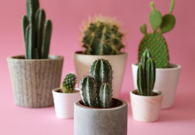 Close-up de uma planta em vaso