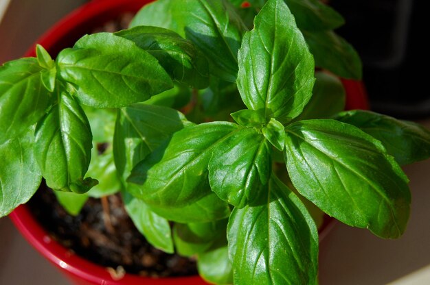 Close-up de uma planta em vaso