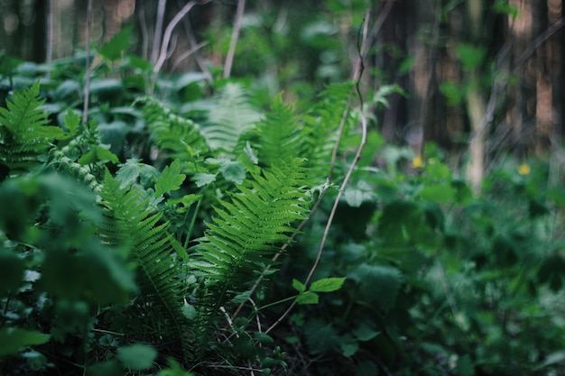 Foto close-up de uma planta na floresta